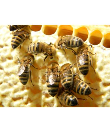 Bee Bread Perga Fermented Bee Pollen Raw & Natural No Preservatives No Genetic Engineering Suitable for Vegetarians 1Kg. - Buy Online on SooperMarket.com