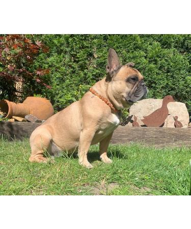 TOPAZ Amber Necklace for Dogs & Cats | Natural Tick & Flea Protection | Handmade 30 cm - Buy Online on SooperMarket.com