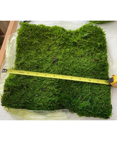 prefleur Preserved Sheet Moss Natural Green Decorative Real Natural Green DIY Kit Gardenning Art Wall Decor Florist Decor Easter Table Decor Wedding(2 sq.ft.) (Green-B) Green-b 2.0 sq.ft.