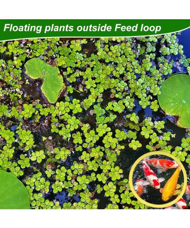 Peutier 5stk Floating Plant Rings for Aquariums - Round Planting Corrals in 5 Sizes - Yellow Fish Feeding Rings Hold Floating Plants in Place - Buy Online on SooperMarket.com