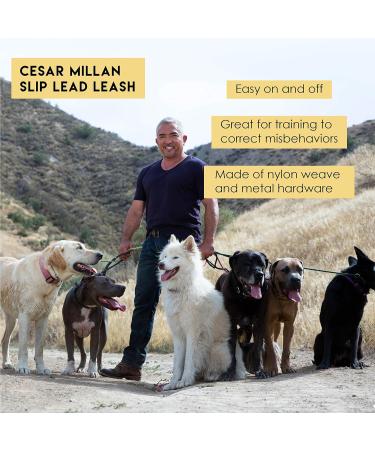 Cesar Millan Dog Leash & Collar 2in1 - Slip Lead Training Line for Small/Medium Dogs - 120cm Black/Yellow - Buy Online on SooperMarket.com