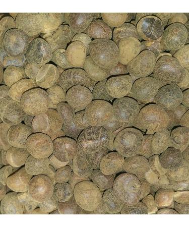 Organic Guarana Seed (Paullinia cupara VAR. sorbilis) Dried Herb (50g)