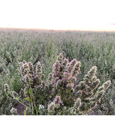 From The Field Catnip Buds 1oz: Premium Organic Catnip for Maximum Fun - Buy Online on SooperMarket.com