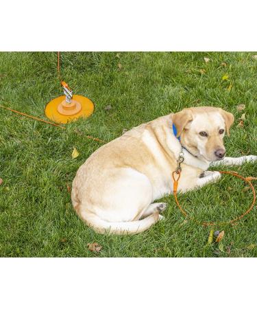 Intellileash Products Intelli-Stayk Dog Tie-Out Stake with Special Surface Lock Technology. Prevents Pulling Out and Bending. (Intelli-Stayk with Beast Dog Surface-Lock) - Buy Online on SooperMarket.com