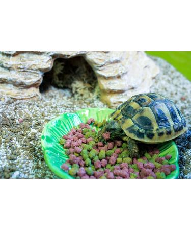 Komodo Complete Holistic Tortoise Diet Fruit and Flower 340 g (Pack of 2) - Buy Online on SooperMarket.com