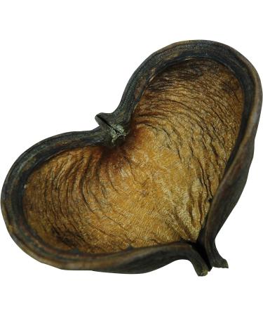 Lucky Reptile DB-01 Nature's Treasure Decor Box - Buy Online on SooperMarket.com
