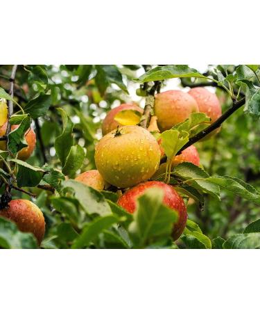 Organic Apple Powder 1.5 lbs | Non-GMO, Unsulfured, Raw, Vegan | Ideal for Juices, Smoothies, Yogurts | Maltodextrin-Free | No Sulphites | Bulk Packaging - Buy Online on SooperMarket.com