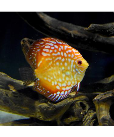 Seachem ParaGuard 100ml - Powerful Aquarium Water Treatment - Buy Online on SooperMarket.com
