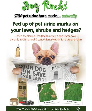 Dog Rocks - Urine Patch Preventer (200g) / Natural Dog Urine Neutraliser for Water Bowls Grass Repair Urine Burn Patch Repair 200 g (Pack of 1) - Buy Online on SooperMarket.com
