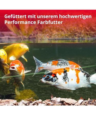 Koipon Performance Summer Koi Food 2kg - 6% Spirulina Floating Pellets for Pond & Goldfish - Premium Color Enhancer - Buy Online on SooperMarket.com