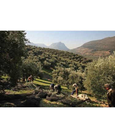 Venta del Bar n 2.5L Award-Winning Premium Extra Virgin Olive Oil - High Polyphenol Content - Cold Extracted - International Shipping Available - Buy Online on SooperMarket.com