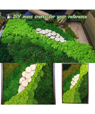 Preserved Moss Pole - 1.5 sq. Ft Decorative Moss for DIY Crafts and Wall Decor (Yellow Green) - Buy Online on SooperMarket.com
