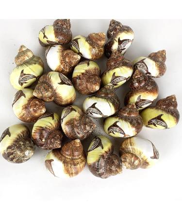 Worlds 3 PC Assorted Turbo Petholatus Carved Sea Shells Hermit Crab Shells 2"-2-1/2"Inch - Buy Online on SooperMarket.com