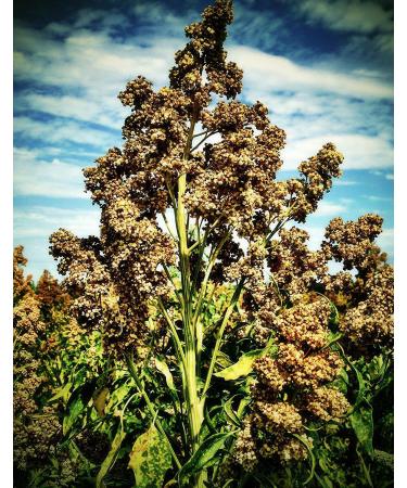 Potseed 100 Quinoa Semi Bianco