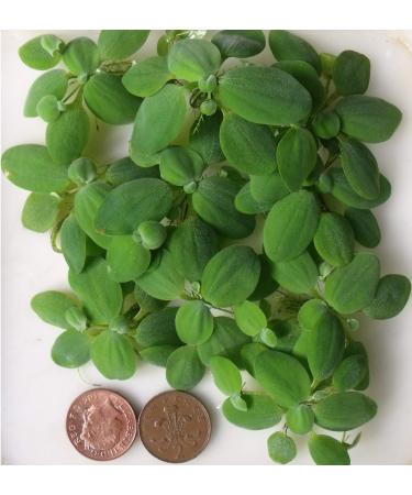 10x Water Lettuce pistia stratiotes Dwarf Mini Live Aquarium Floating Plants