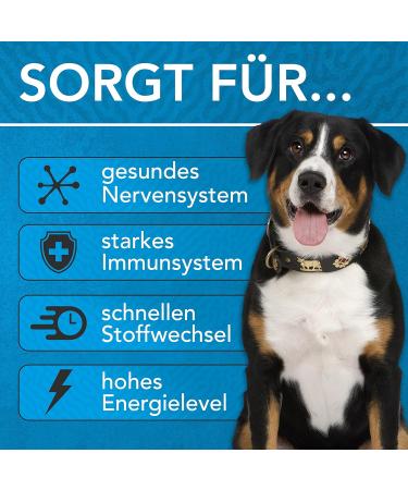 Buy Vitamin B Complex for Dogs 100ml | All B Vitamins Included | Innovative Drops Formula | Made in Germany - Buy Online on SooperMarket.com