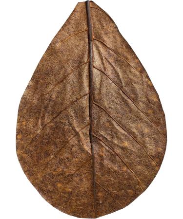 Arka Myscape Catappa Leaves - 10 Natural Seafaring Tree Leaves for Freshwater Aquariums | 8-12cm Enhances Fish & Shrimp Health - Buy Online on SooperMarket.com