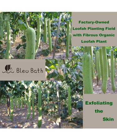 6 Pack Exfoliating Loofah Facial Cleaning Pads - Natural Organic Luffa & Soft Bamboo Terry | Hook & Elastic Hand Strap Scrubber - Buy Online on SooperMarket.com