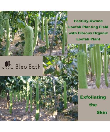Bleu Bath 2 Pack Exfoliating Loofah Back Brush - 100% Natural Organic Luffa, Long Wooden Handle, for Men, Women, Sensitive Skin - Buy Online on SooperMarket.com