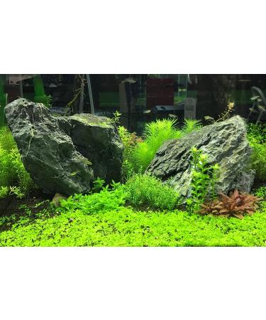 Seachem Flourish Advance Growth Supplement 500ml - Promotes Healthy Plant Growth - Buy Online on SooperMarket.com