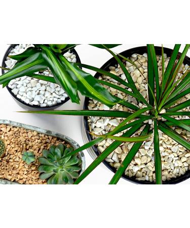 Landare Pebble Stones 1.8kg - Decorative Stones for Vases & Garden | Small Gravel (6-10mm) - Perfect for Home Decoration - Buy Online on SooperMarket.com