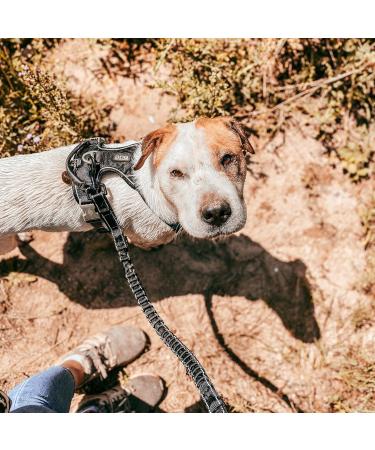 FLOXIK RULD DISCHESS Dog Small | Strong Elastic Linen Leash for Walking Jogging & Cycling - Perfect for Every Dog - Buy Online on SooperMarket.com