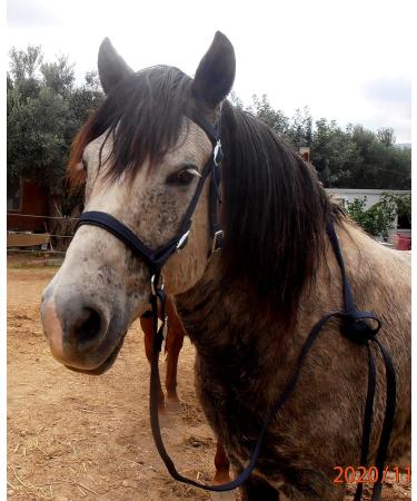 JF-Reitsport Bitless Pony Bridle Set - Nylon with Reins in Navy | Premium Equestrian Gear for International Shipping - Buy Online on SooperMarket.com