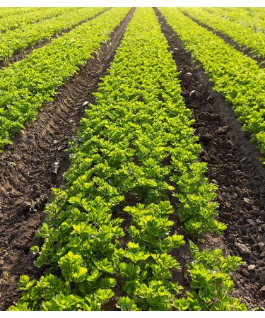 San Antonio Whole Celery Seeds - 18 oz | Premium Quality - Buy Online on SooperMarket.com