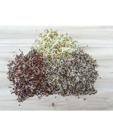 Organic Broccoli Sprouts 200g | Premium Broccoli Seeds for Growing Healthy Sprouts - Fast International Shipping - Buy Online on SooperMarket.com