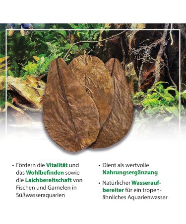 Arka Myscape Catappa Leaves - 10 Natural Seafaring Tree Leaves for Freshwater Aquariums | 8-12cm Enhances Fish & Shrimp Health - Buy Online on SooperMarket.com