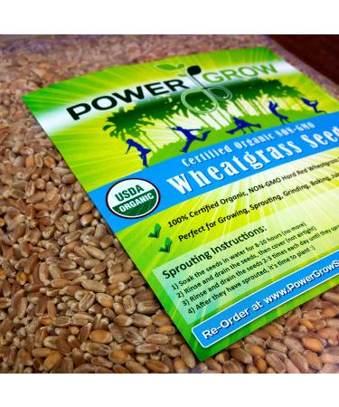 Certified USA Hard Red Wheatgrass Seeds by PowerGrow - 5 Pounds - Buy Online on SooperMarket.com