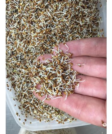 Buy Bio Alfalfa Lucerne Germ Seed - 1kg for Delicious Sprouts & Healthy Salads - International Shipping Available - Buy Online on SooperMarket.com
