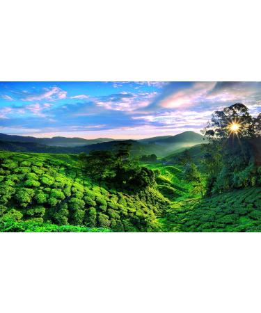 Ronnefeldt Rooibos Cream Orange - Joy of Tea Herbal Tea 15 Tea Bags 45g | Buy Internationally Online - Buy Online on SooperMarket.com