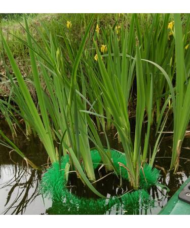 EXCOLO 2x Spawning Aid Brush for Koi - Effective Pond Fish Spawning Support - Buy Online on SooperMarket.com
