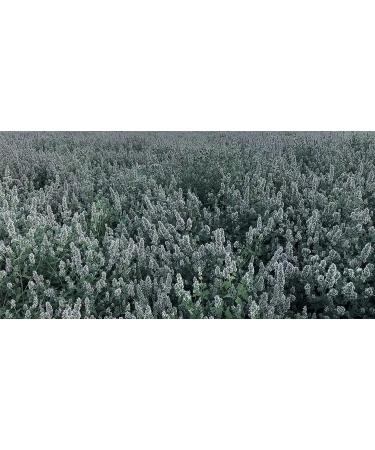 From The Field Catnip Buds 1oz: Premium Organic Catnip for Maximum Fun - Buy Online on SooperMarket.com