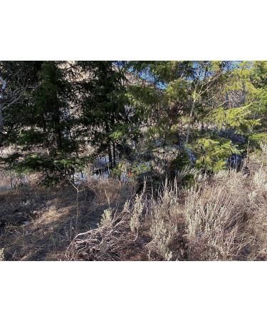 QuikCamo Mossy Oak 3D Leafy Suit - Large/XL NWTF Mossy Oak Obsession for Men | Turkey Hunting, Airsoft, Paintball, Birdwatching, Wildlife Photography - Buy Online on SooperMarket.com
