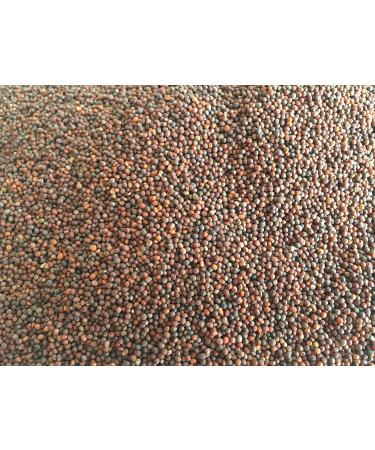 Organic Broccoli Sprouts 200g | Premium Broccoli Seeds for Growing Healthy Sprouts - Fast International Shipping - Buy Online on SooperMarket.com