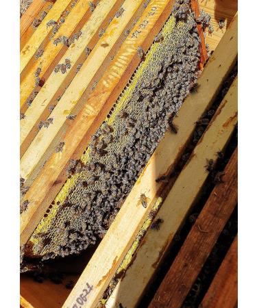 Award Winning Pure Spina Christi Honey (Gold Award at The London Honey Awards 2021). Single Origin Honey from The Raw Honey Collective - 240g - Buy Online on SooperMarket.com