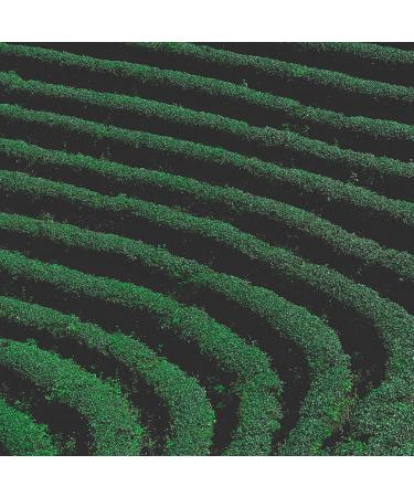 Dong Ding Oolong Tea - Authentic Taiwanese Oolong from Farmer 200g Pack Rich & Floral Flavor - Buy Online on SooperMarket.com