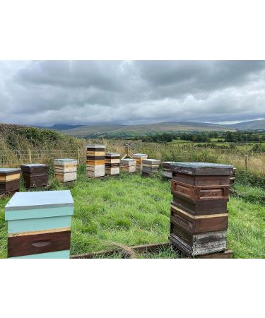 Gwenyn Gruffydd - British Blossom Honey 3kg Bulk Catering Tub - 100% Pure Natural Unpasteurized Raw Honey - Bulk Honey 3kg - Unheated - Gluten Free - Premium Honey from Non-Sugar Fed Bees UK - Buy Online on SooperMarket.com