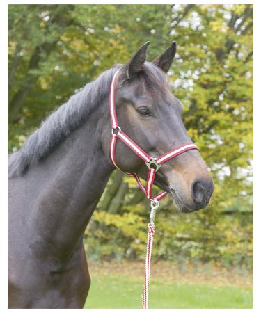 Kerbl Nylon Halter Hippo Nylon Halter for Pony Shetty Full Cob XFull 6 Colors 3 Red
