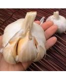 Elephant Garlic 2 Huge Bulbs! Great for Fall Planting! Non GMO Milder Tasting Garlic - Buy Online on SooperMarket.com