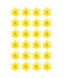 24 x PRECUT DAFFODIL EDIBLE WAFER CUPCAKE TOPPERS CAKE DECORATION - Buy Online on SooperMarket.com