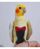 Kuso Parrot Windle Reusable Washing Diapers & Flight Suit Dress - Kimono Clothing for Small Birds (Black) | Ideal for Conures Nymphensittich Kakadu & African Aras - Buy Online on SooperMarket.com