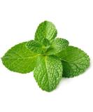 Fresh Mint Leaf Bunch | Double Bunch | Vegetarian | Mint Indian herb | Fresh Leaf | Fresh Mint Leaves | Indian Origin | Approx 250-300g| Next Day Shipping By Seelans - Buy Online on SooperMarket.com