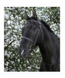 Riving World Bridon French Noseband - Premium Yellow Brown Horse Tack for Sale | International Shipping Available - Buy Online on SooperMarket.com