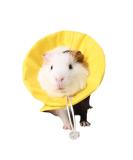 NashaFeiLi Pet Recovery Collar Elizabethan Small Animal Hamster Collar Cone Adjustable Comfy Collar for Hamster Chinchilla Small Pet (S Yellow) S Yellow - Buy Online on SooperMarket.com