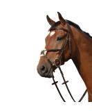 Collegiate Syntovia+ Padded Raised Grackle Bridle - Brown Full | Premium Quality International Shipping - Buy Online on SooperMarket.com