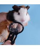 HAICHEN TEC Guinea Pig Nail Clippers with Magnifying Glass - Stainless Steel Claw Toenail Trimmer for Small Animals - Pet Grooming Supplies - Buy Online on SooperMarket.com