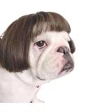 Funny Dog Cat Cosplay Wig,Pet Wigs for Halloween, Christmas, Parties, Festivals, Dog Wigs for Small Medium and Large Dogs (Black Brown Straight) Black Brown Straight Hair - Buy Online on SooperMarket.com